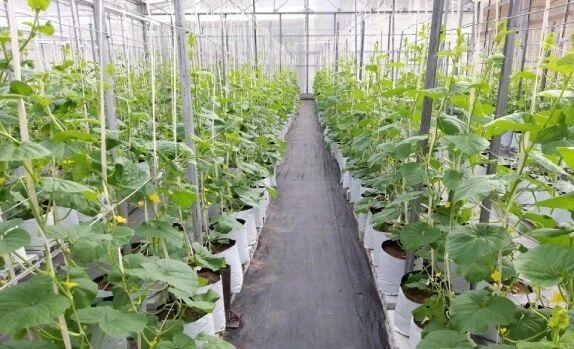 Разновидности теплиц