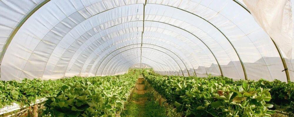 Деревянная теплица